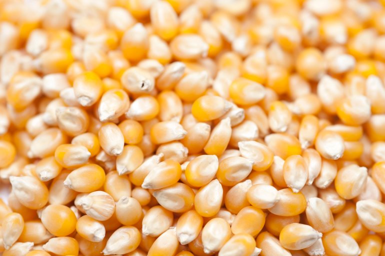Close up background of dried maize kernels, Zea mays everta, used for popping to produce popcorn