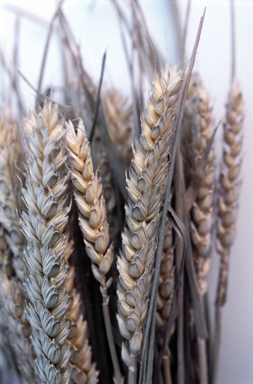 Closeup view of a bunch of upright ears of ripe wheat harvested for their seeds and used as a staple grain in foodstuff or as a winter feed for livestock