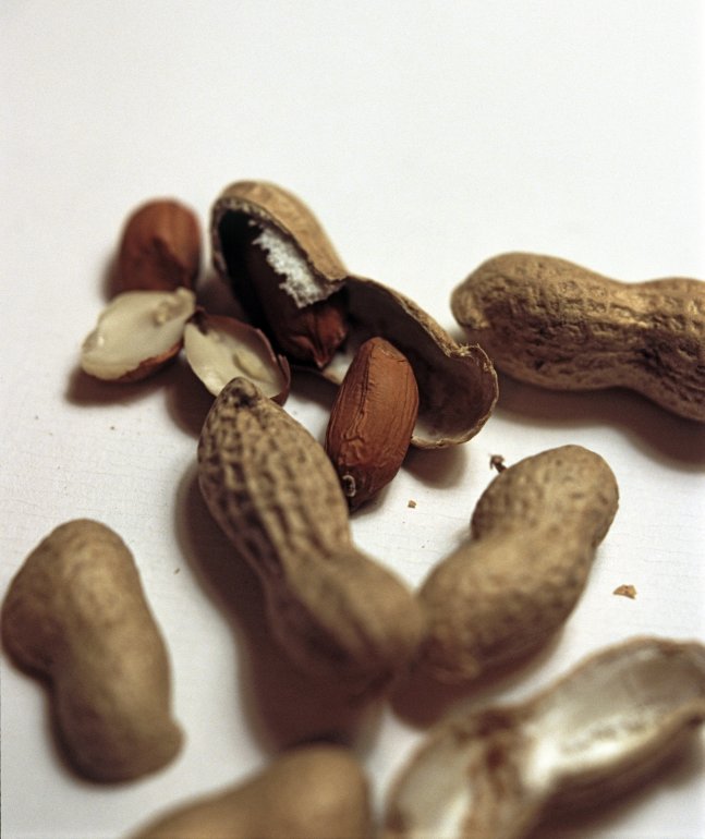 Fresh peanuts, groundnuts or monkey nuts with their shells or pods which ripen underground