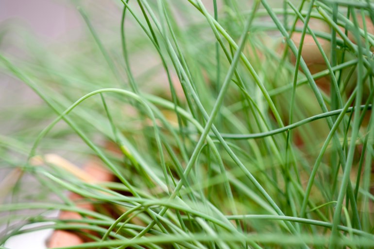 Close up of fresh chives growing in a pot to be used as a seasoning and garnish in salads