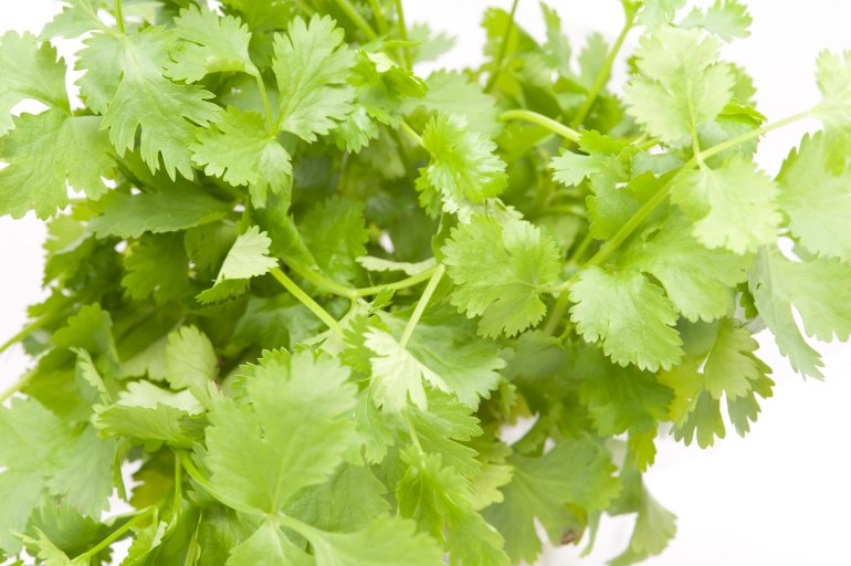 Closeup of fresh green coriander leaves for use as a potherb for seasoning and flavouring in cooking and as a garnish