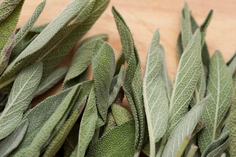 Close up of fresh whole sage leaves an aromatic herb and seasoning used in cooking