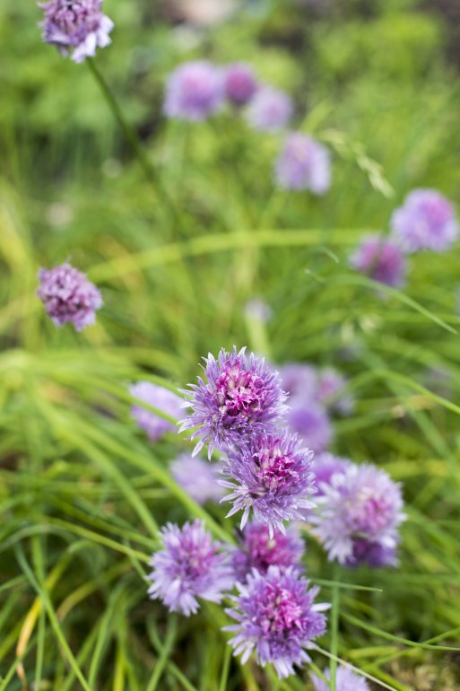 Colorful purple flowers on chives growing outdoors in a vegetable or herb garden in a close up vertical view