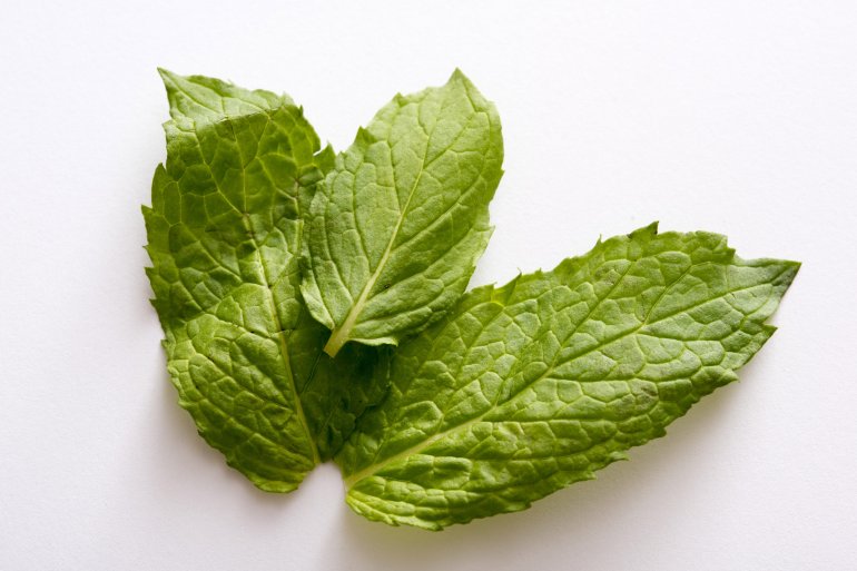 Three fresh green aromatic peppermint leaves for use as a garnish or cooking ingredient over a white background in close up