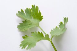 Close up of a coriander leaf