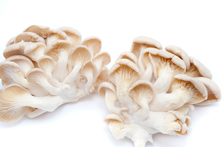 Underside view of a cluster of fresh hiratake or oyster mushrooms used as a delicacy in gourmet cooking