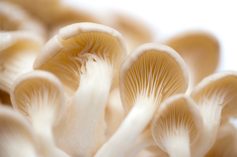 View from underneath of the gills and caps of fresh white oyster mushrooms which have a delicate flavour and are used as a cooking ingredient and vegetable