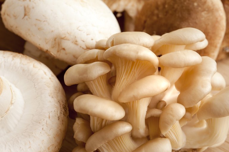 Fresh bunch of small shimeji and agaricus bisporus mushrooms for use as an ingredient in savory or vegetarian cuisine