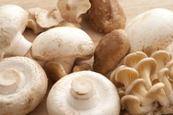 Close-up of different white mushrooms