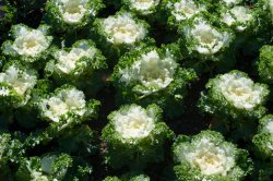 Crop of flowering cabbages