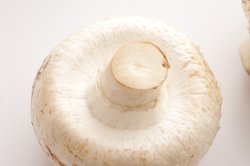 One white mushroom upside down