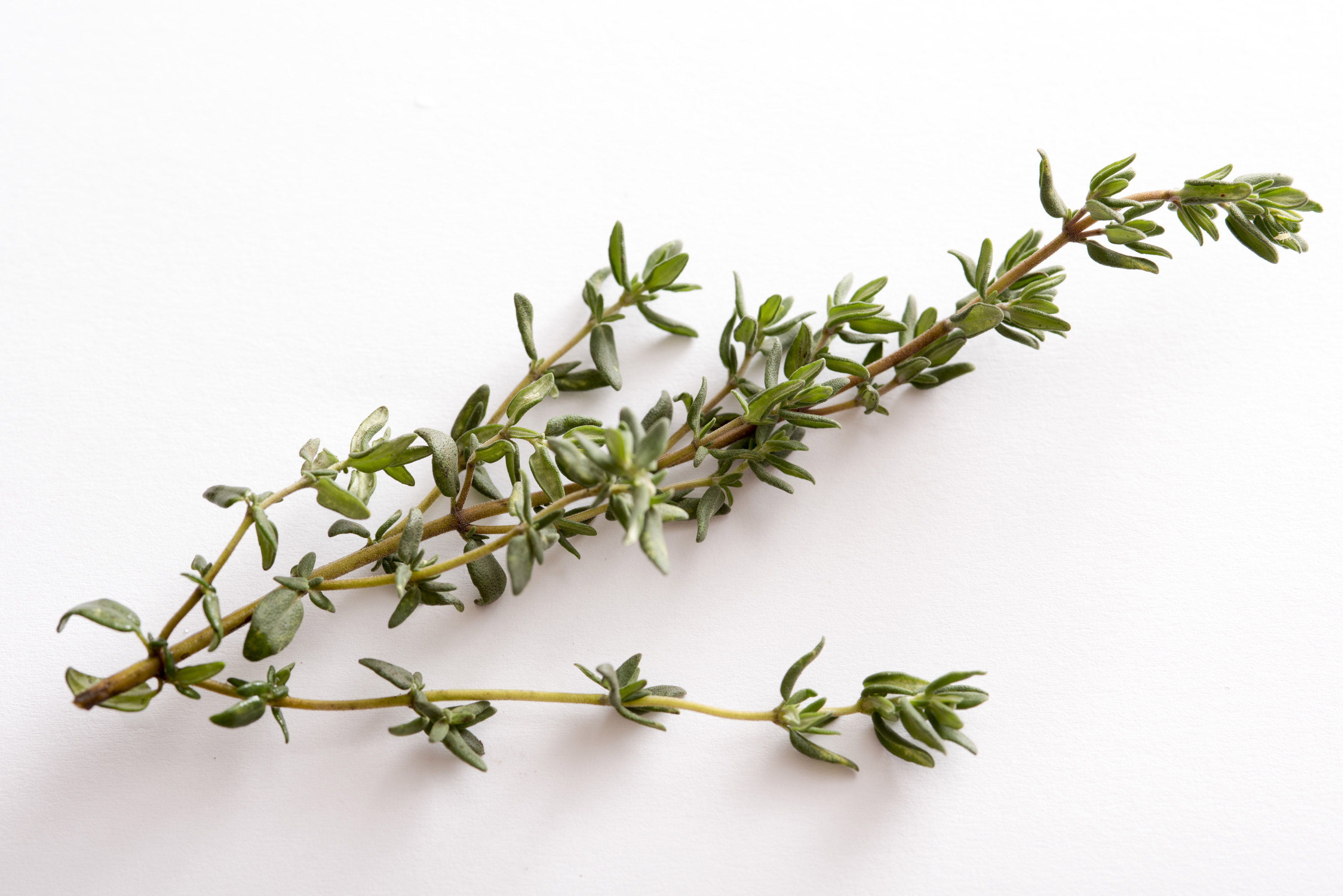 Thyme Sprig