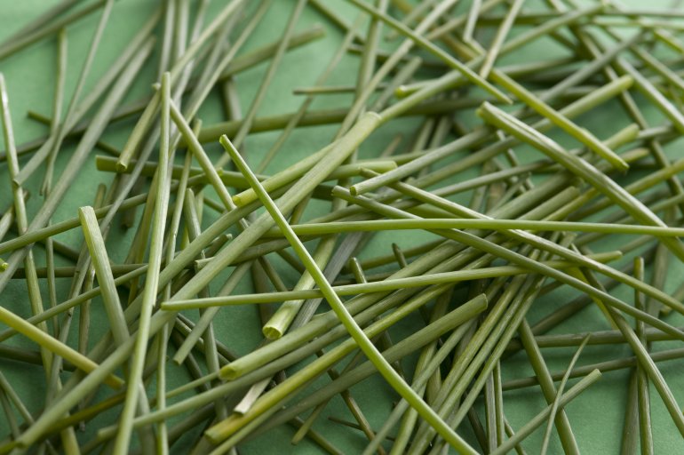 Pile of fresh green chives in close-up full frame on green surface background