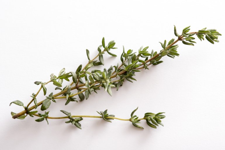Sprig of fresh aromatic green thyme leaves on white for use as an ingredient for seasoning in cooking