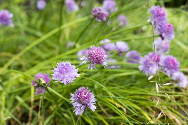 A close up of beautiful, purple garden chive flowers with a shallow depth of field.