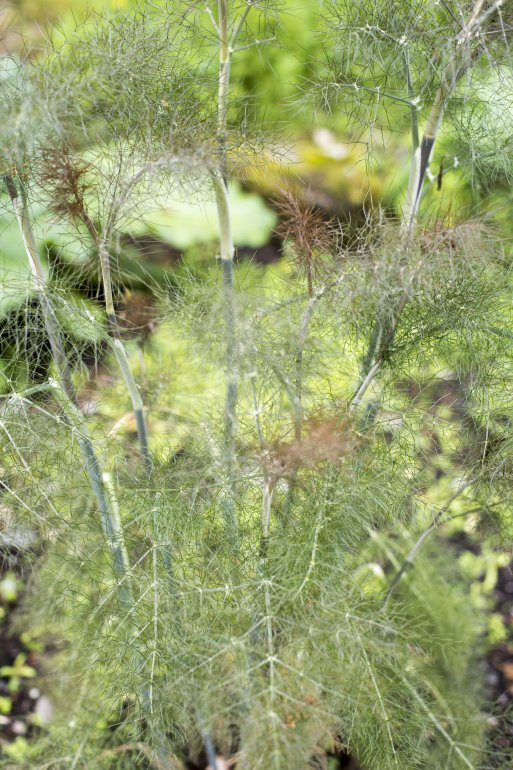 Fennel plant growing outdoors in a vegetable garden surrounded by other aromatic herbs in a close up view