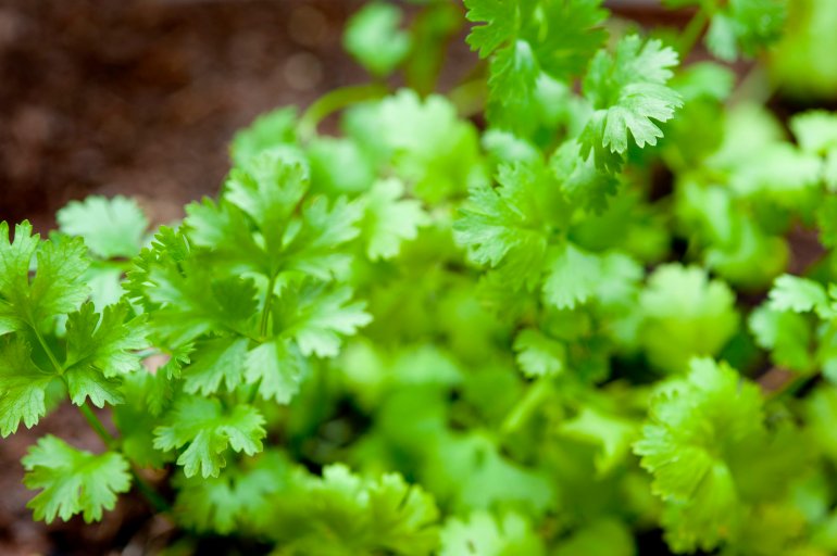 Closeup with shallow dof of fresh growing coriander used as a garnish and seasoning in cookery