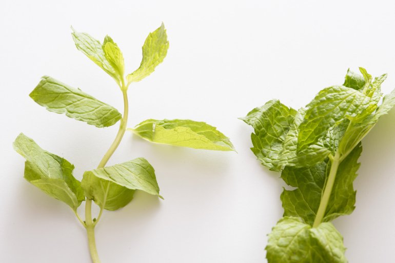 Fresh green peppermint leaves in close-up on white surface