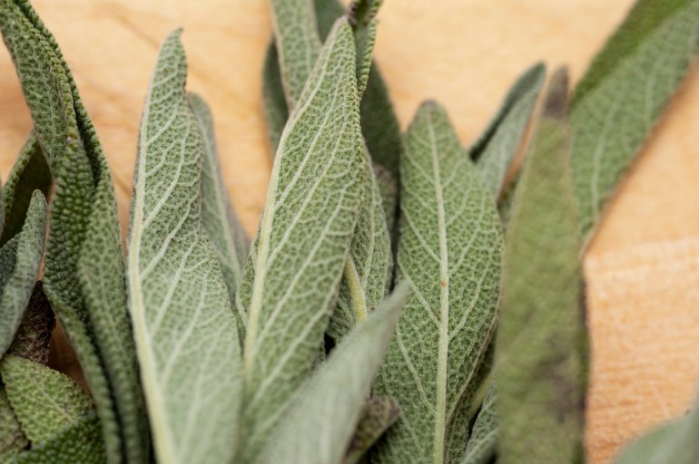 Closeup of fresh sage leaves used as an aromatic herbal seasoning and flavouring in cooking