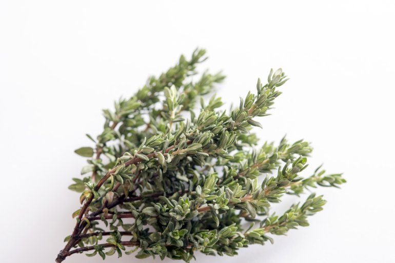 Branch of fresh aromatic spring thyme for seasoning and flavouring in cooking over a white background