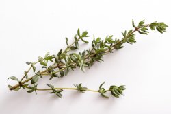 Sprig of fresh thyme leaves on white