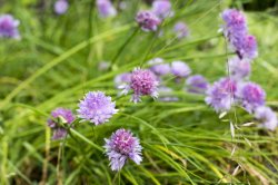 Close up of beautiful, purple garden chive flowers