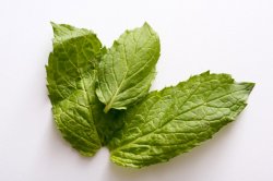 Three fresh green aromatic peppermint leaves