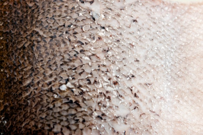 Background macro of the texture of cleaned and de-scaled salmon skin on an uncooked fillet