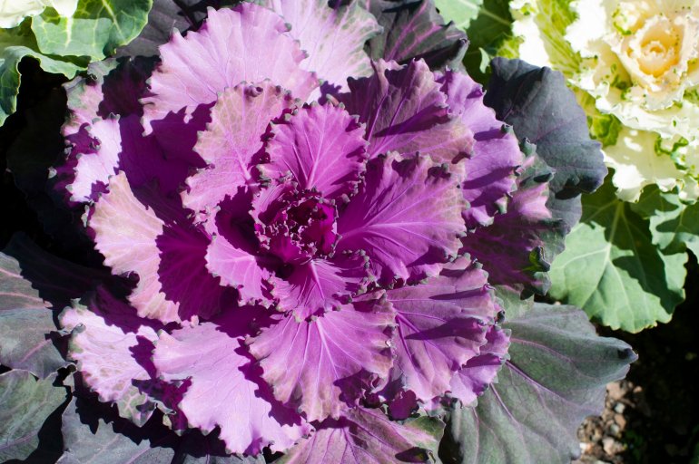 Beautiful fresh colourful head of uncooked purple cabbage outdoors in the sunshine