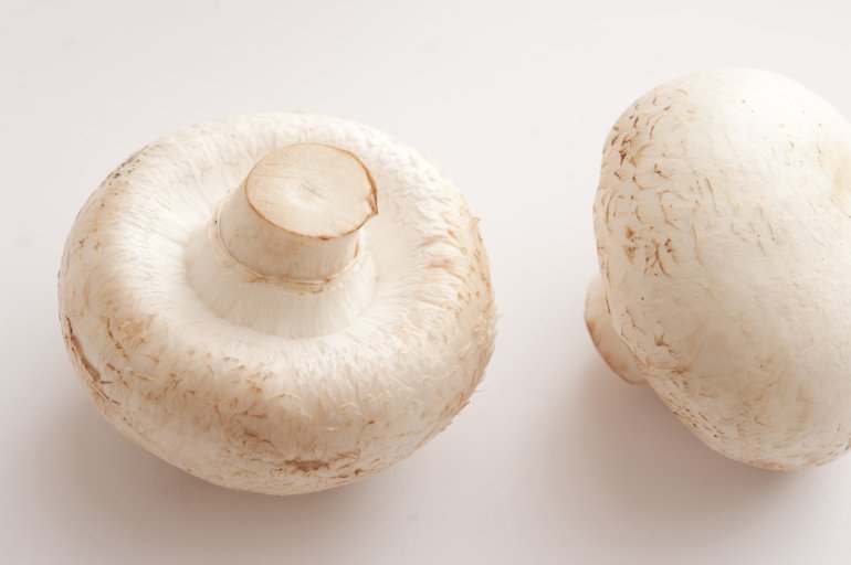 Close-up of two isolated white mushrooms on white background