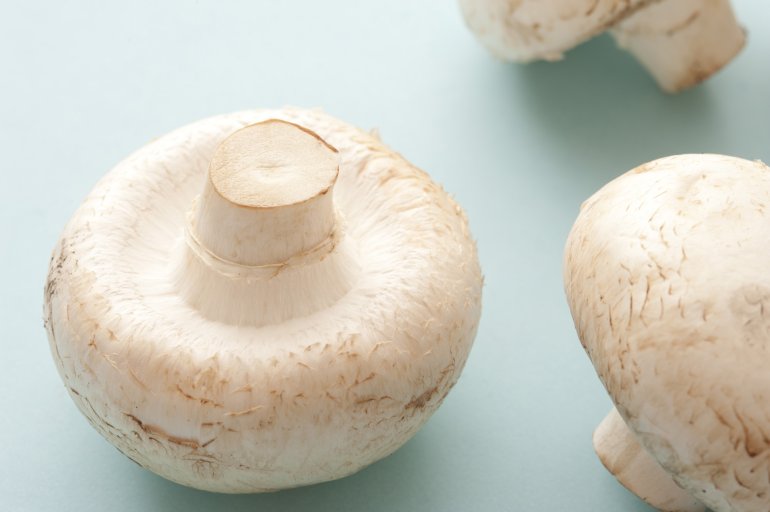 Two fresh raw Agaricus bisporus mushrooms, the most common cultivated mushroom of fungi on the market widely used in savory cuisine