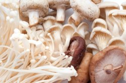 Assorted fresh edible mushrooms
