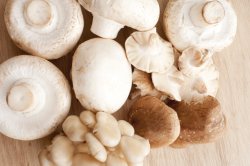 Close-up of different mushrooms